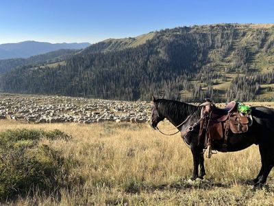 12 y/o draft cross gelding