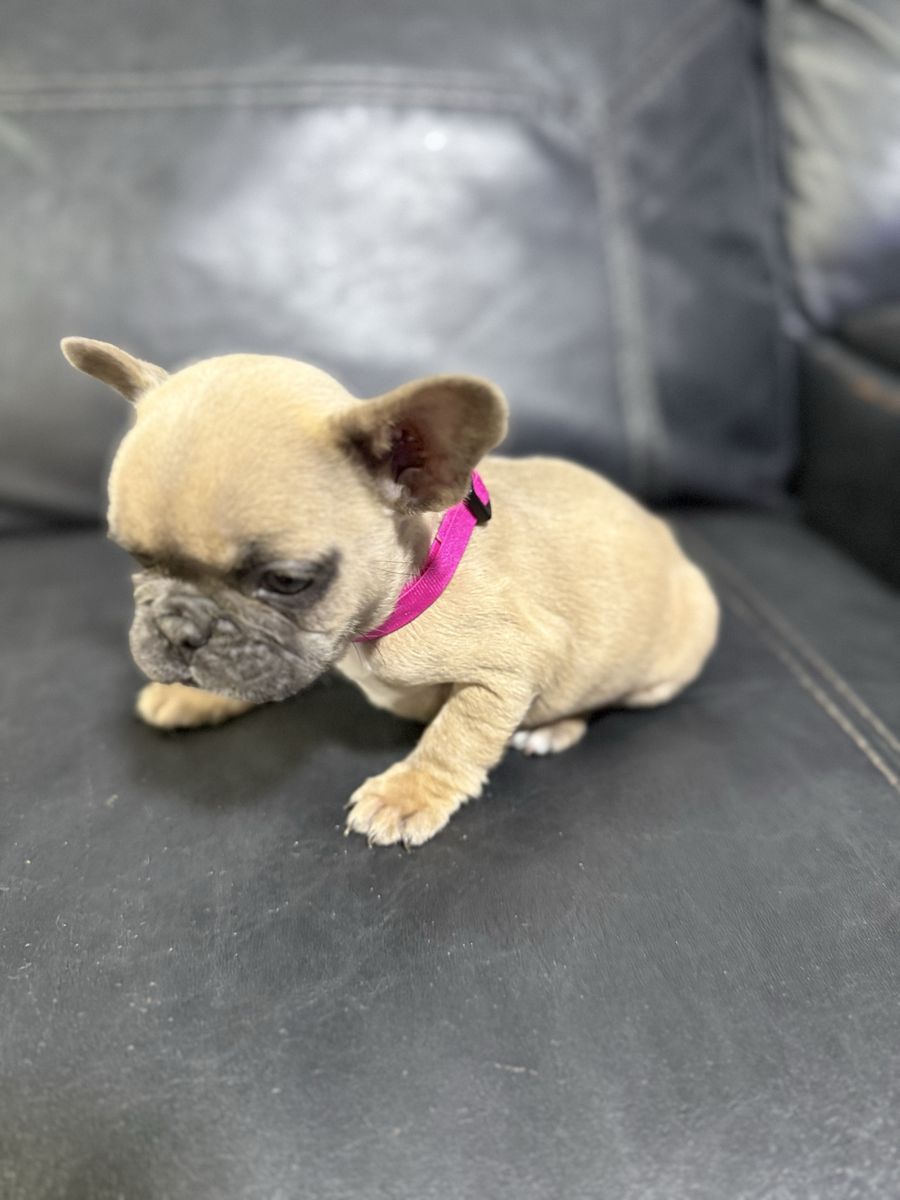 French bulldog puppies