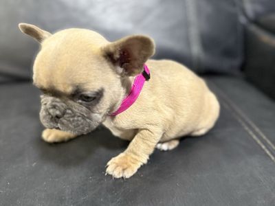 French bulldog puppies