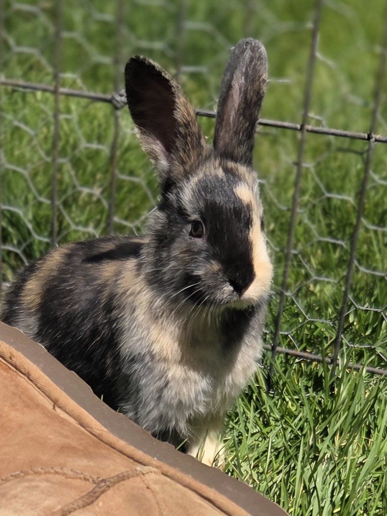 Japanese Harlequin Bunny Rabbit Kit