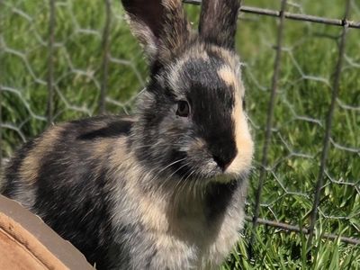 Japanese Harlequin Bunny Rabbit Kit