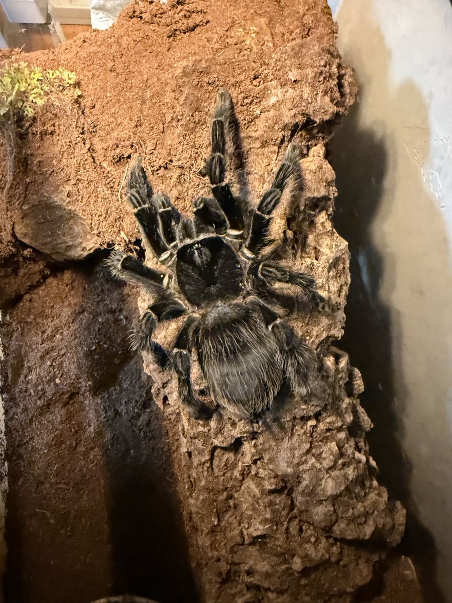 Adult Fem Lasiodora parahybana with terrarium