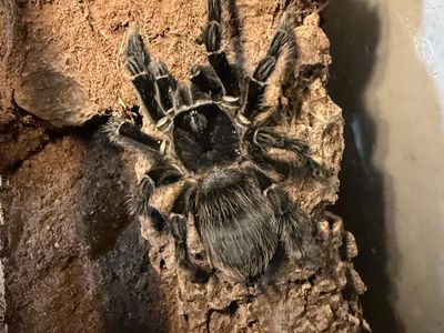 Adult Fem Lasiodora parahybana with terrarium