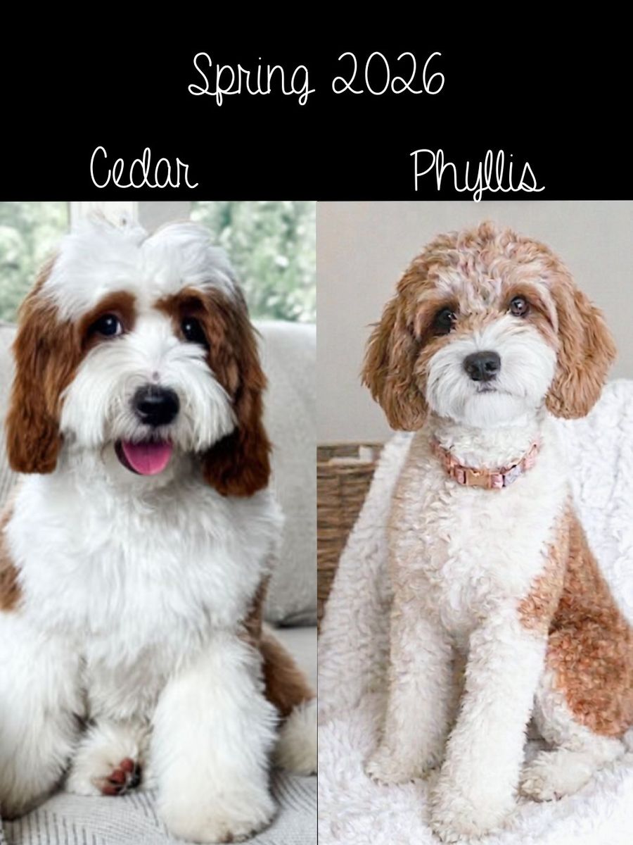 Cavapoo Darlings-DNA Health Parents(Cavalier King)
