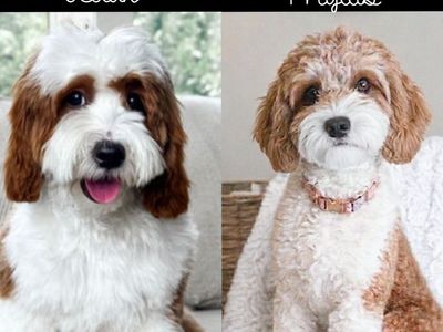 Cavapoo Darlings-DNA Health Parents(Cavalier King)