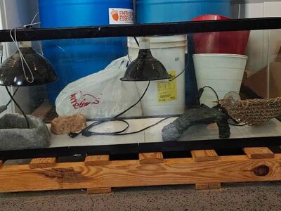 Reptile cage, include heat lamps, light, large food and water, net and logs. Everything pictured.