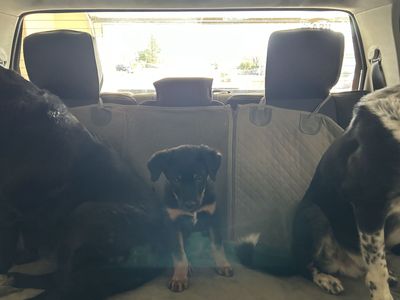 Rottweiler Male 10 week old