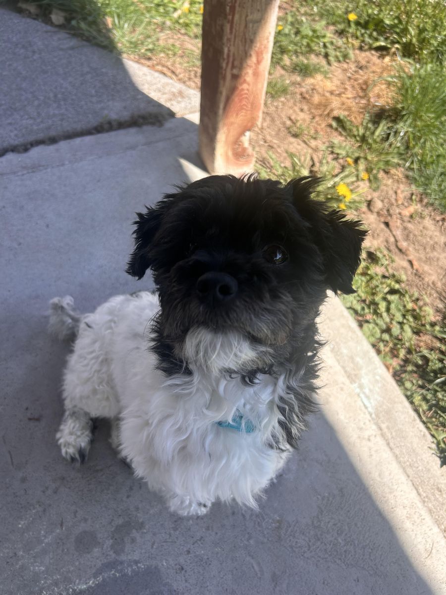 Rehoming: 3-Year-Old Purebred Havanese — ACA Registered