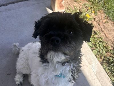 Rehoming: 3-Year-Old Purebred Havanese — ACA Registered