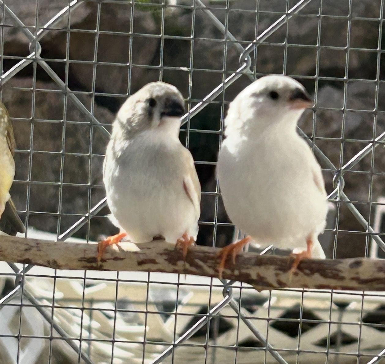 Zebra Finches