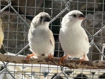 Zebra Finches