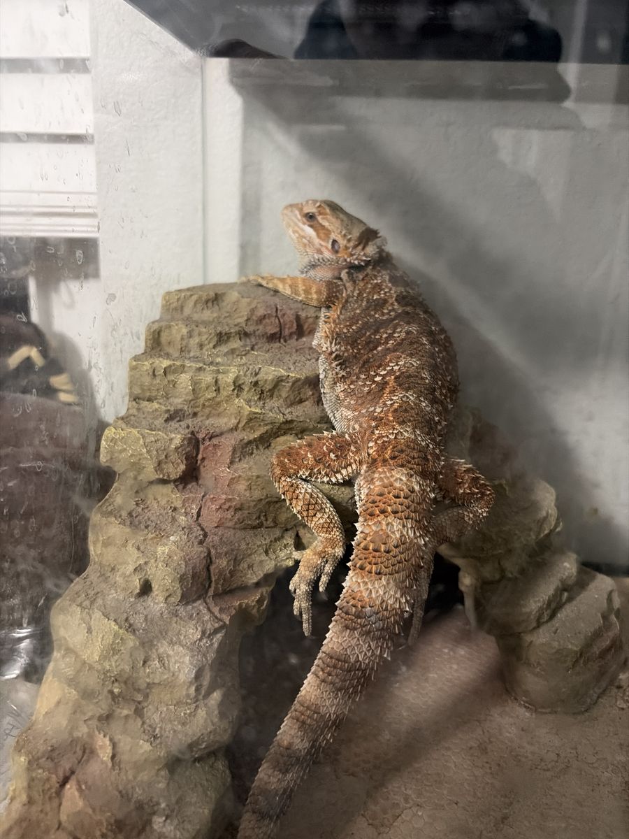 Bearded Dragon, Tank, Food Dishes, Heat Lamp