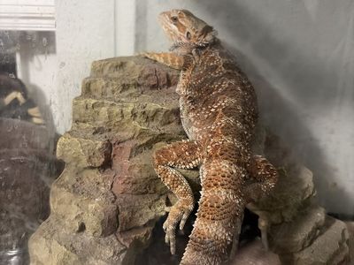 Bearded Dragon, Tank, Food Dishes, Heat Lamp