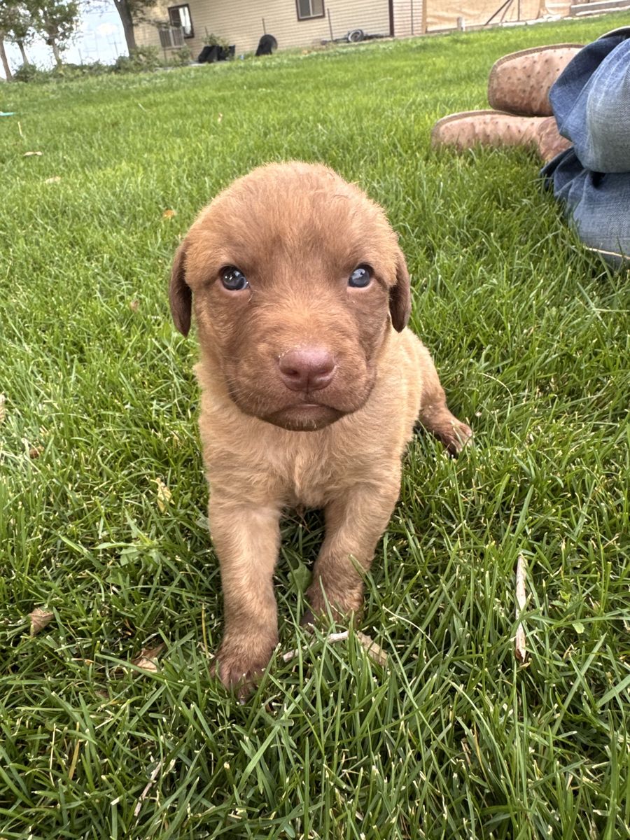 Chesapeake Bay Retriever Puppies