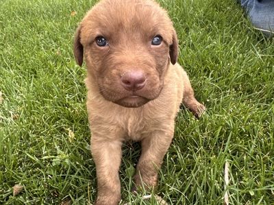 Chesapeake Bay Retriever Puppies