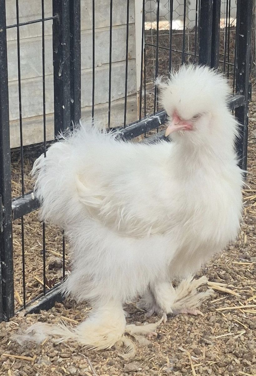 Silkie & Cochin/Silkie Hens & Rooster