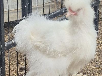 Silkie & Cochin/Silkie Hens & Rooster