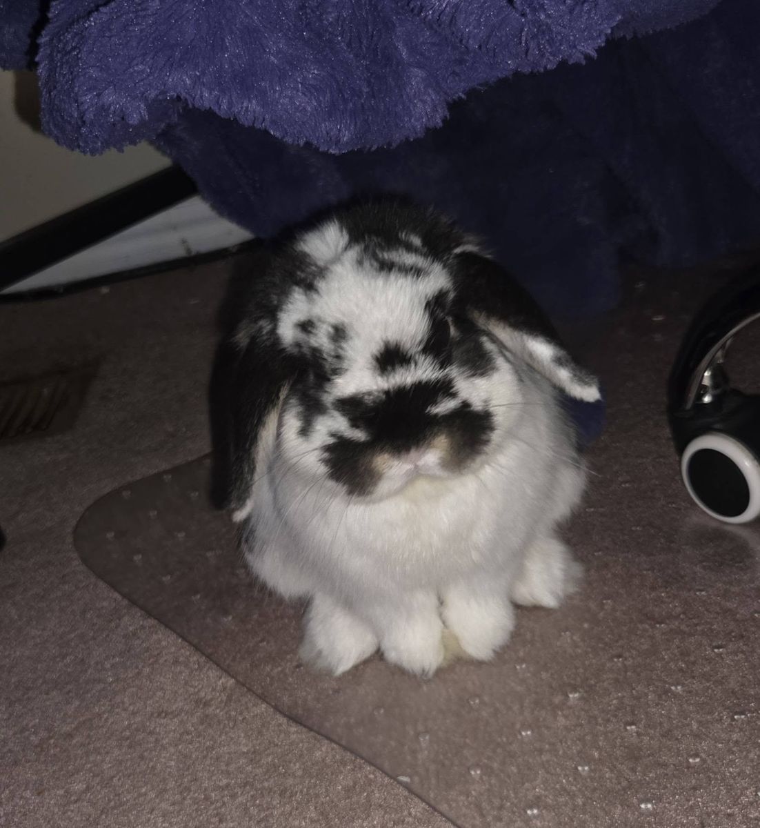 1 Year Old Holland Lop Bunny - male, neutered