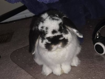1 Year Old Holland Lop Bunny - male, neutered