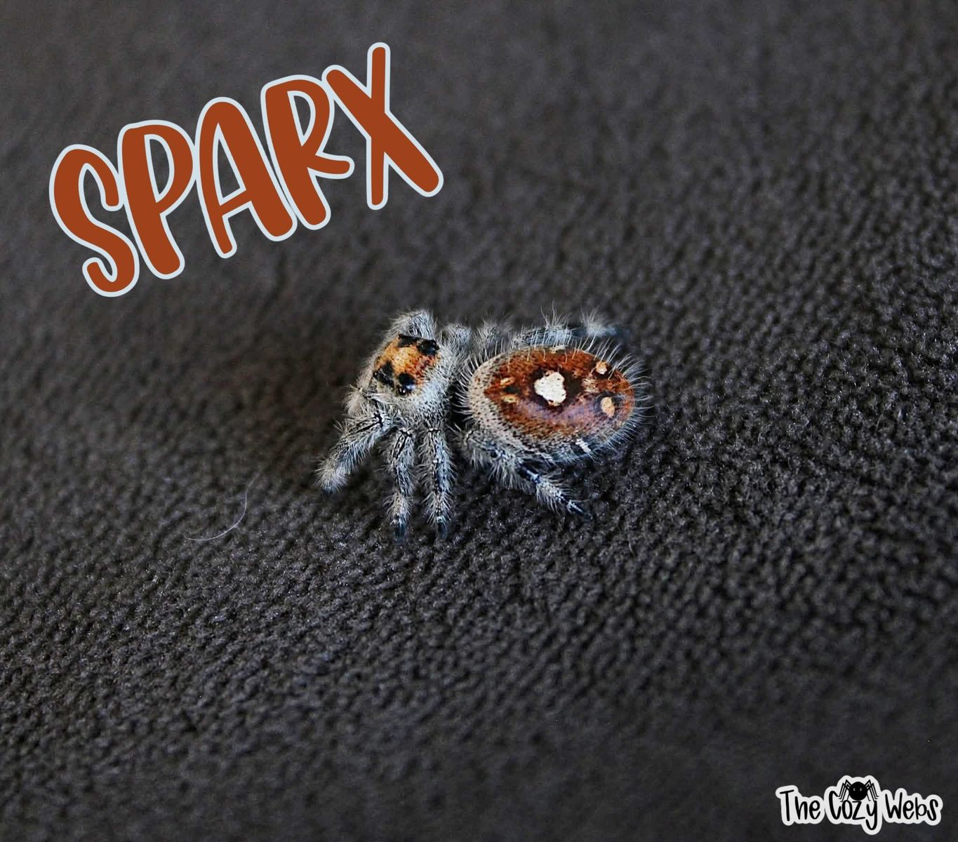 Sub adult regal jumping spider