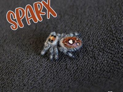 Sub adult regal jumping spider