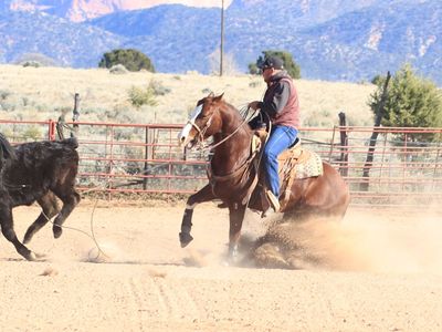 AQHA ROPING STALLION