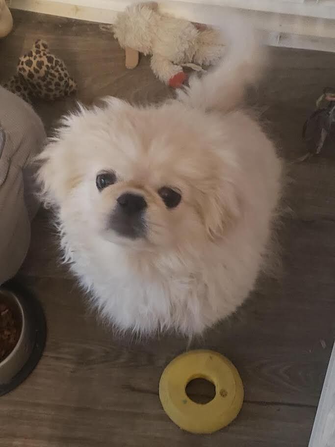 Pekingese Male Puppy