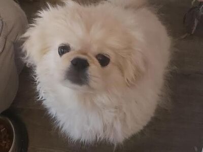 Pekingese Male Puppy
