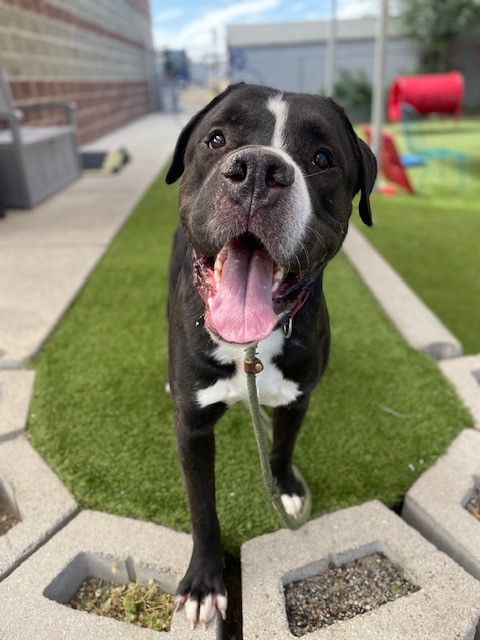 A162429 Atreyu is Available for Adoption!