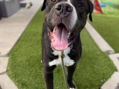 A162429 Atreyu is Available for Adoption!
