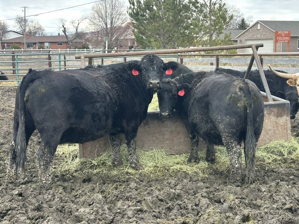 8 bred cows