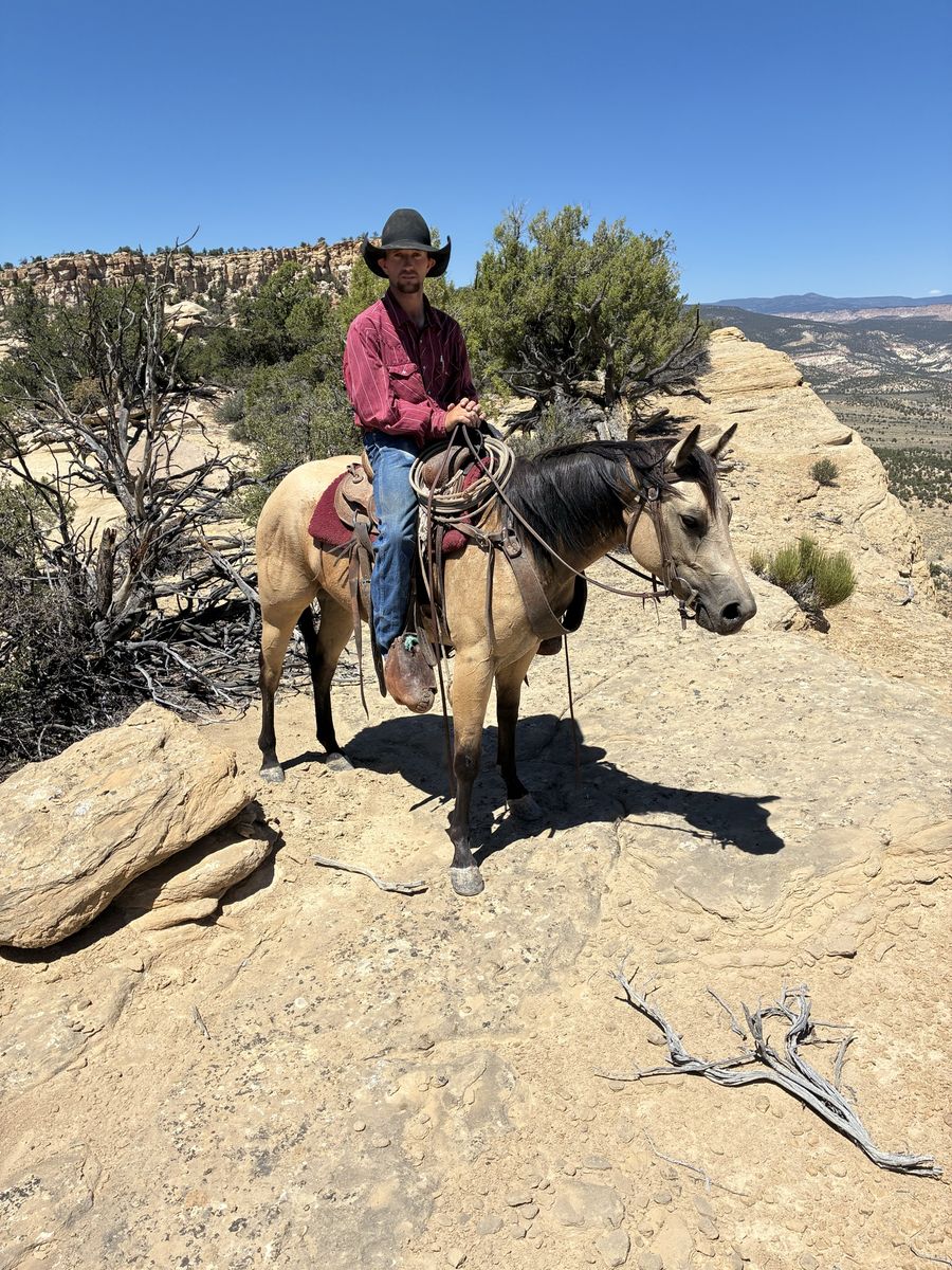 2 year old Buckskin filly