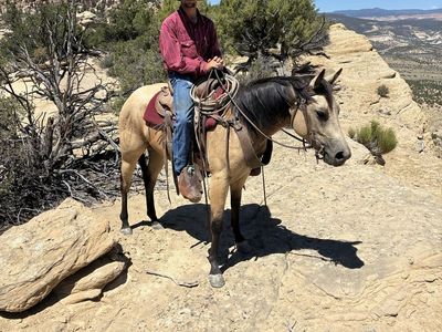 2 year old Buckskin filly
