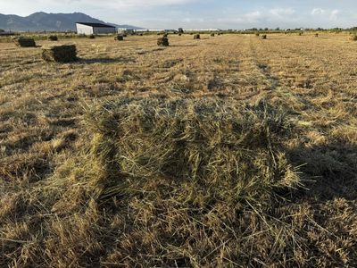 Grass Hay