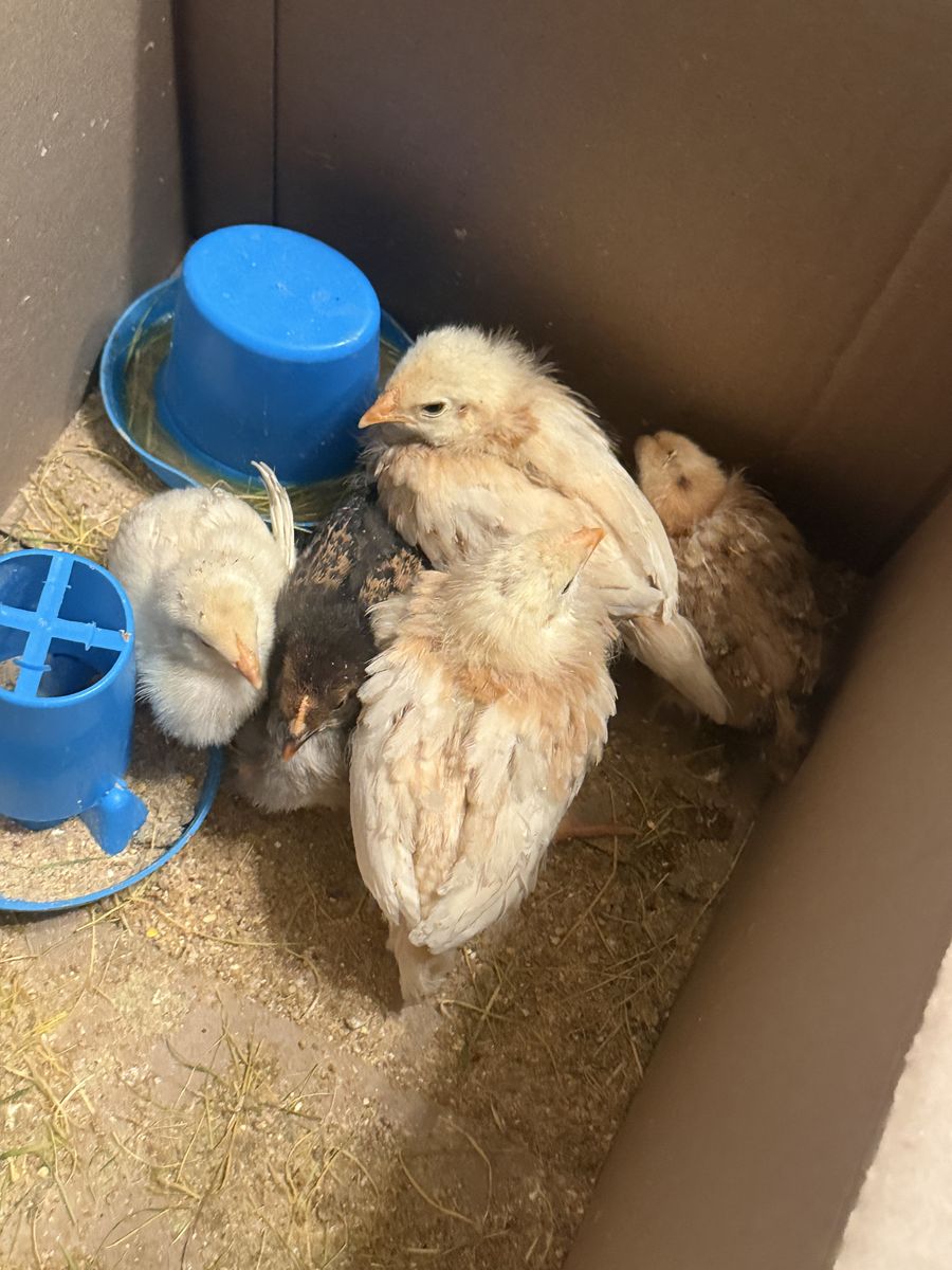 5 baby Chicks