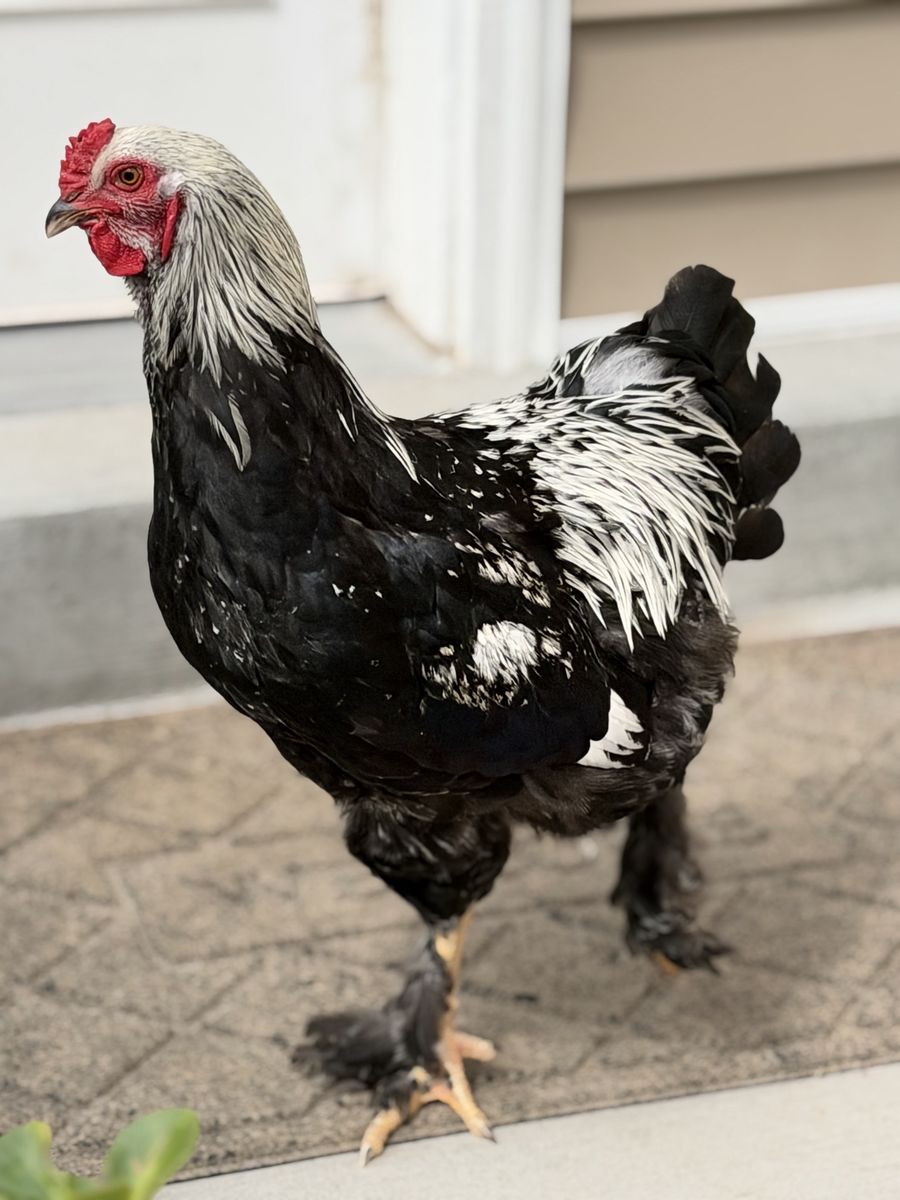 Dark Brahma, Silver Laced Wyandotte. Approximately 16 weeks old.