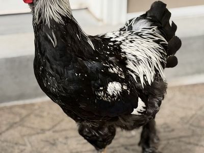 Dark Brahma, Silver Laced Wyandotte. Approximately 16 weeks old.