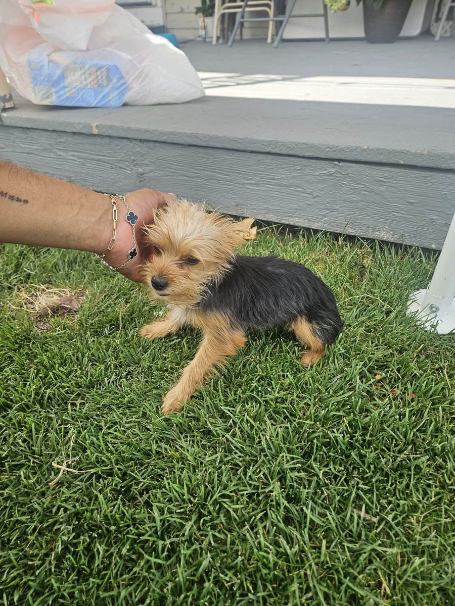 Yorkie