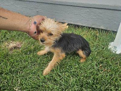 Yorkie
