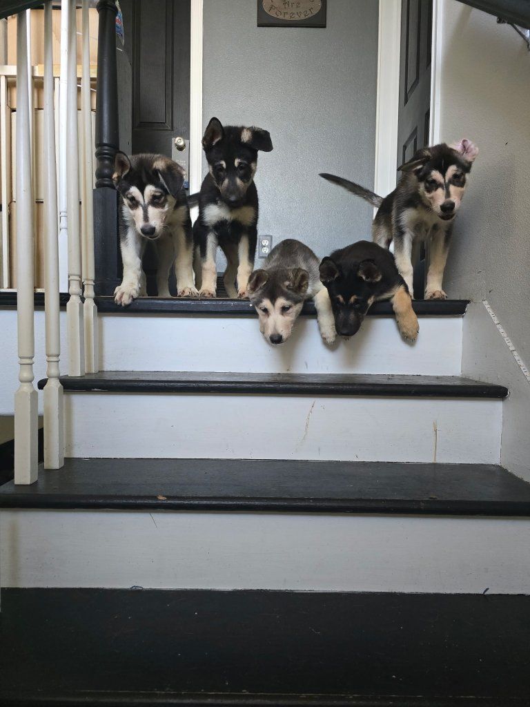 Adorable Alaskan Malamute/Husky Mix Puppies - Ready for Their Forever Homes!