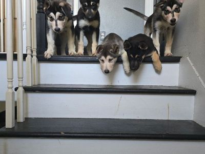 Adorable Alaskan Malamute/Husky Mix Puppies - Ready for Their Forever Homes!