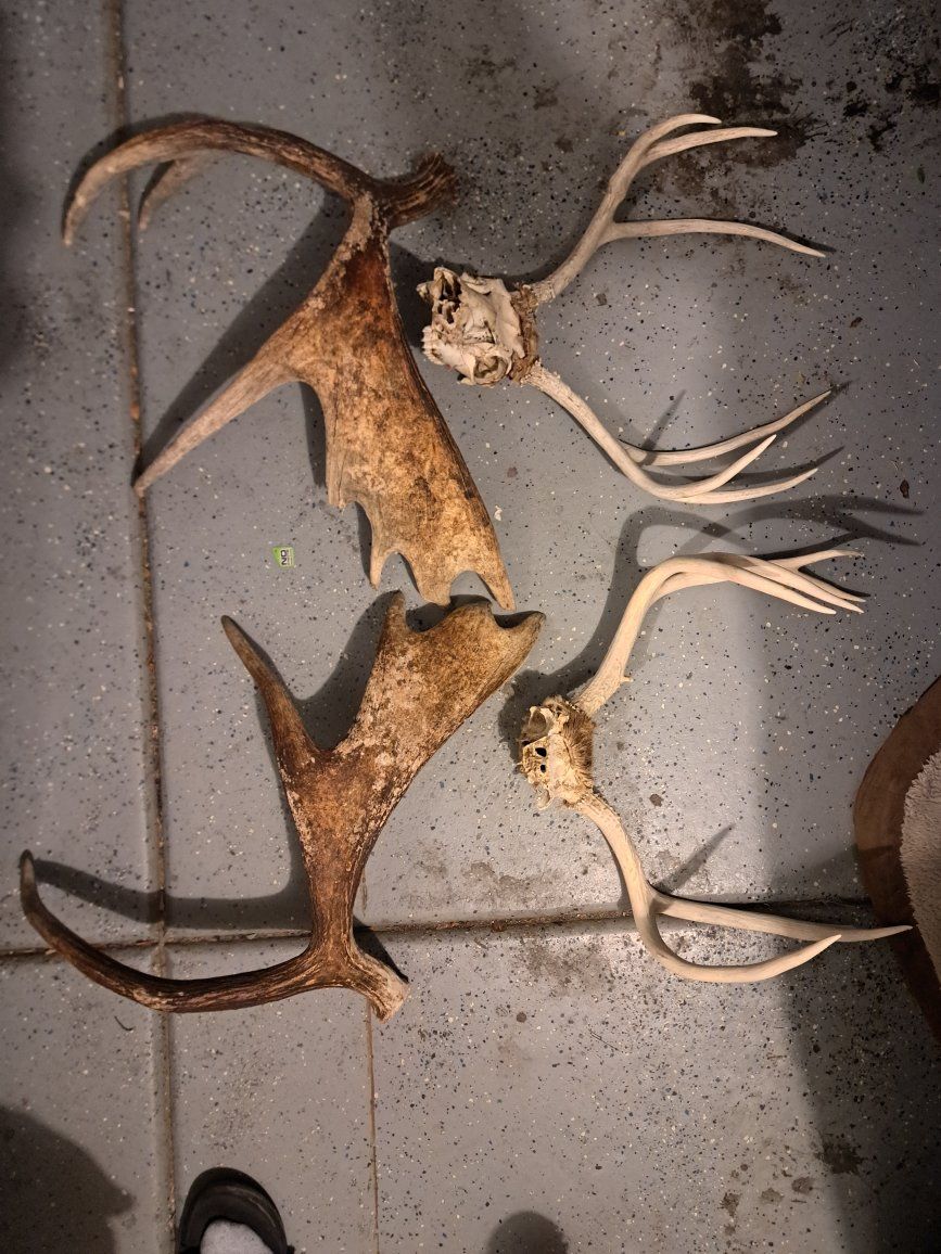 Moose set and 2 deer racks.