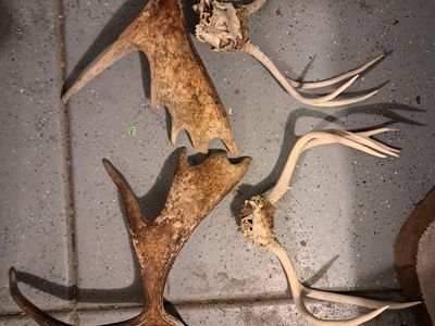 Moose set and 2 deer racks.