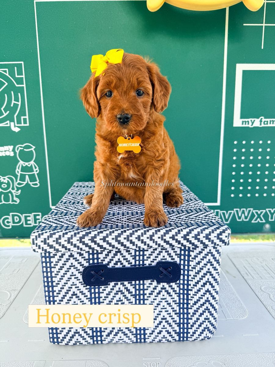 Mini Goldendoodles