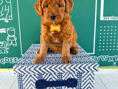 Mini Goldendoodles