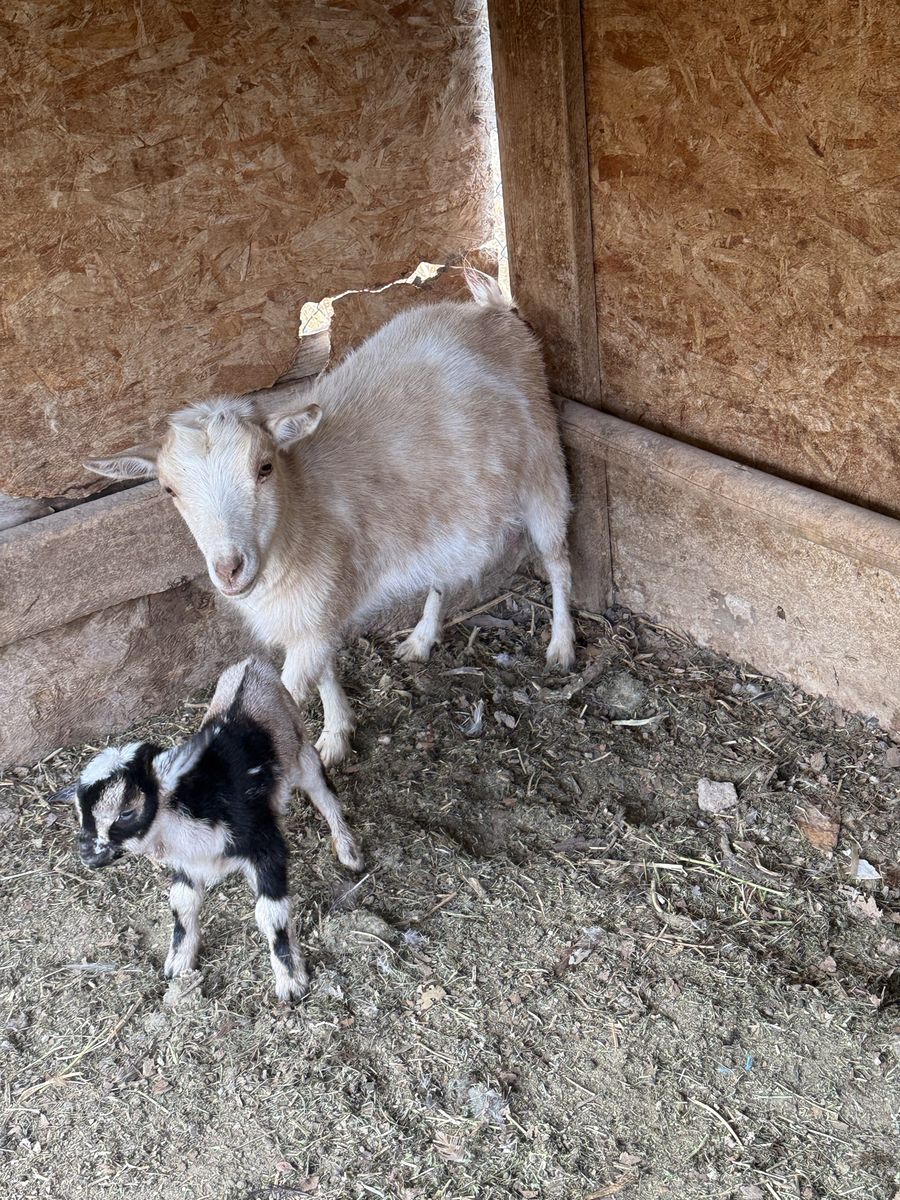 3 Nigerian does with one baby each