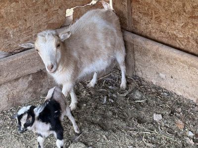 3 Nigerian does with one baby each