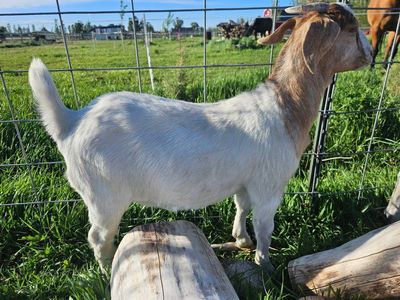 Goats