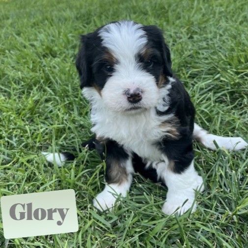 Reverse Bernedoodle Puppies
