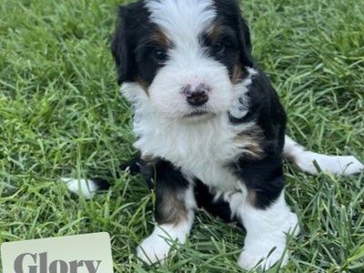 Reverse Bernedoodle Puppies